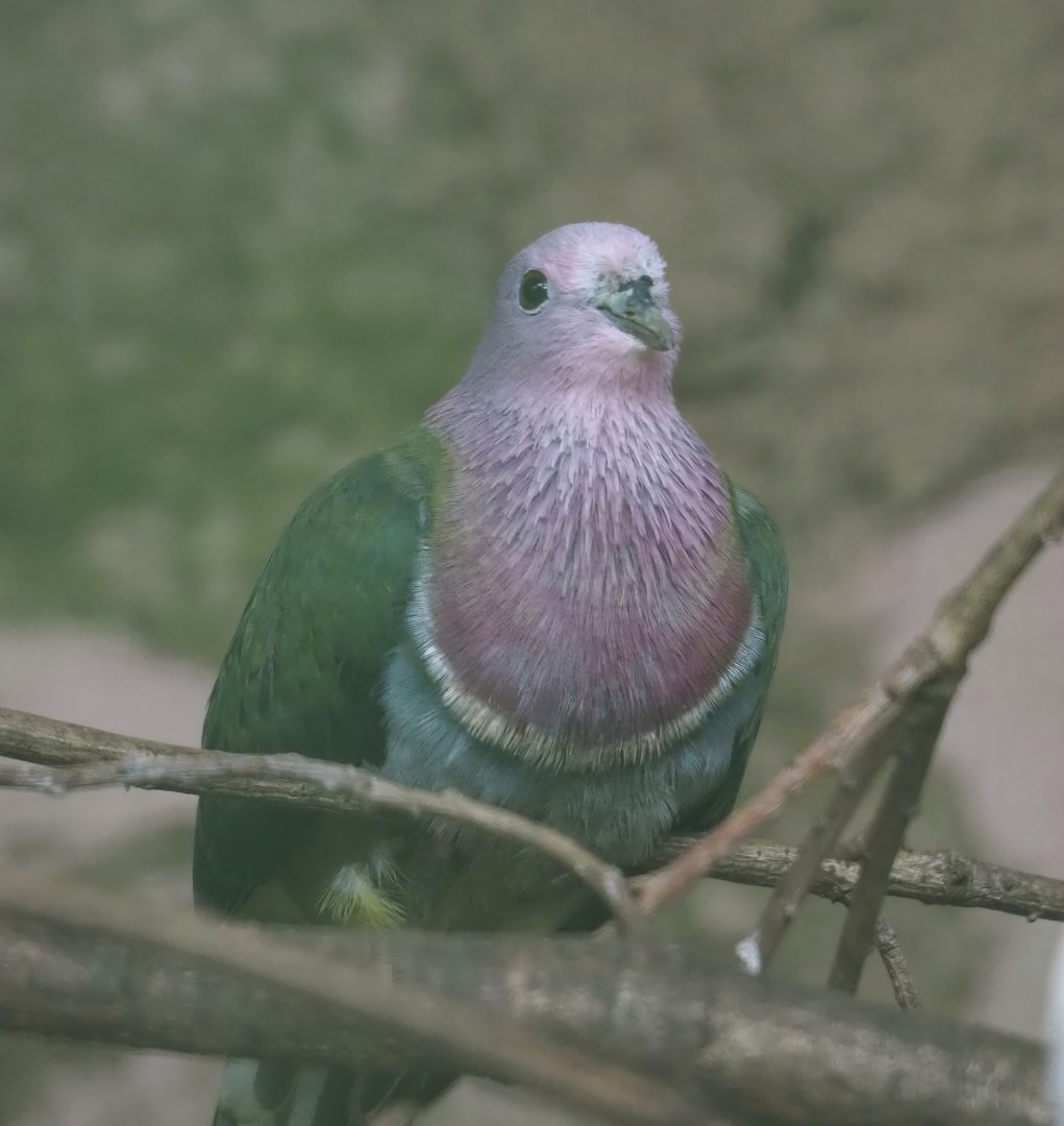Pink-headed fruit-dove (Ptilinopus porphyreus), 2024-05-23