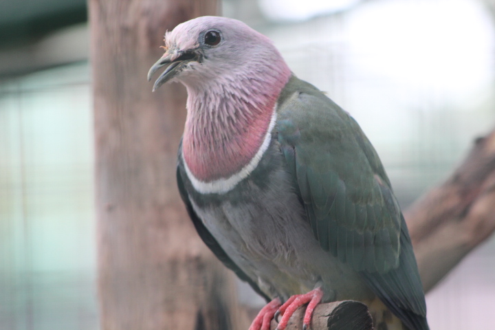 Pink-headed fruit dove (Ptilinopus porphyreus) - Bird Park