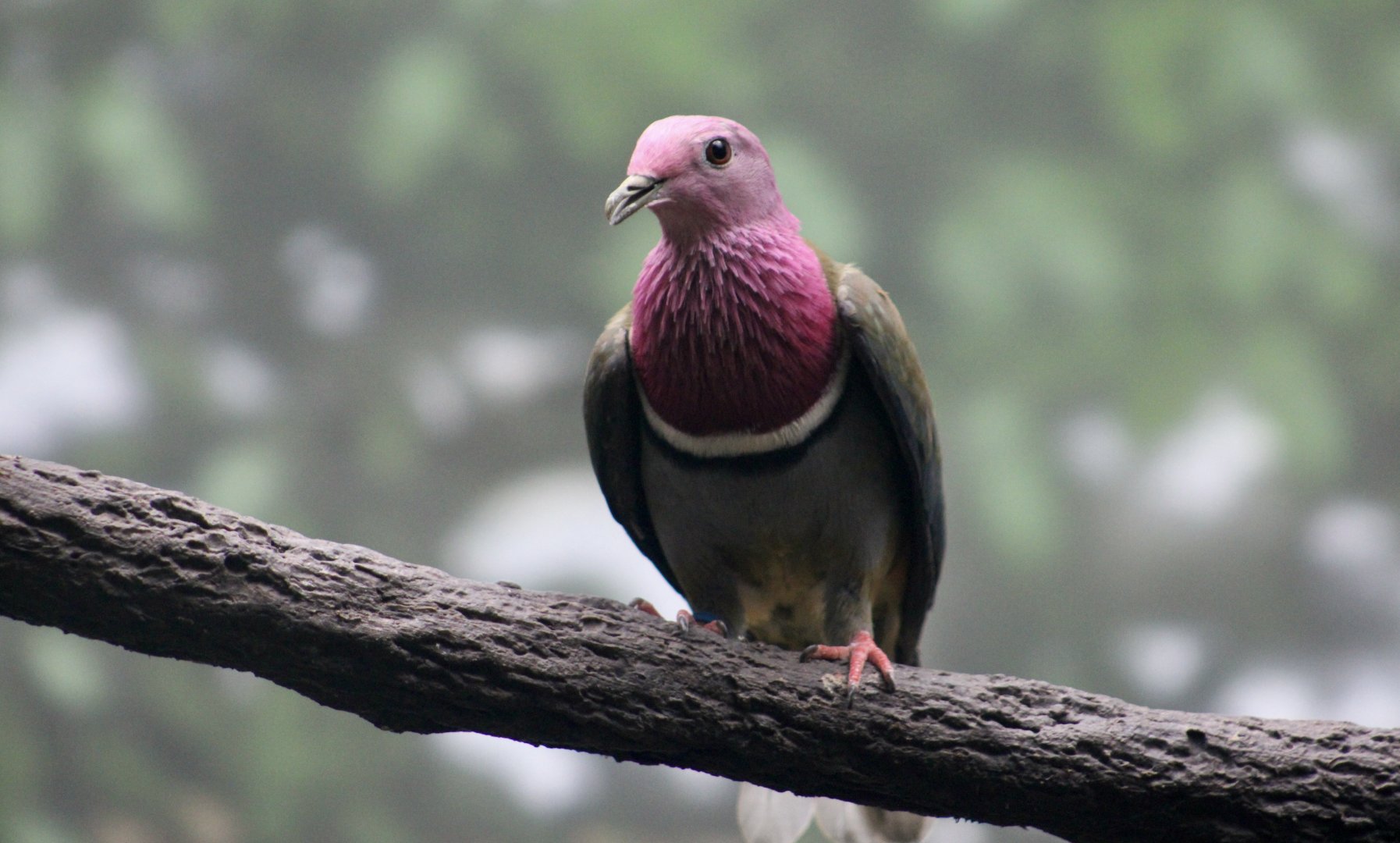 Pink-Headed Fruit Dove (Ptilinopus porphyreus) male