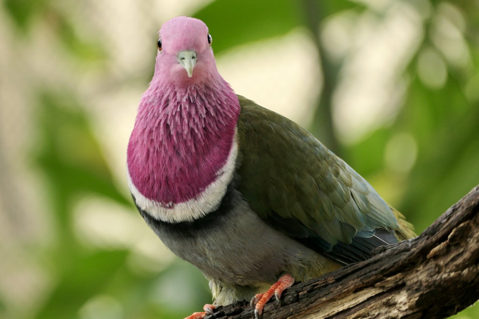 Pink-headed Fruit Dove - Ptilinopus porphyreus - McNeil Avian Center