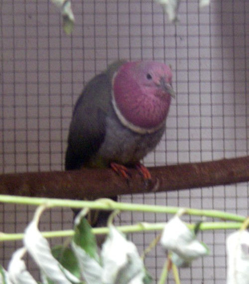 Pink-headed Fruit Dove (Ptilinopus porphyreus)