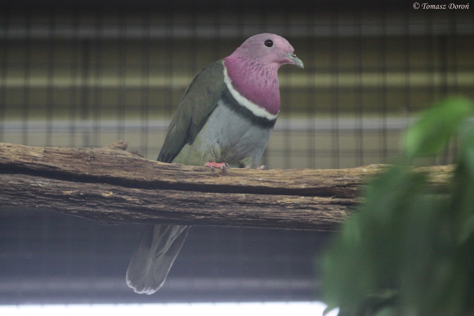 Pink-headed Fruit-dove (Ptilinopus porphyreus)
