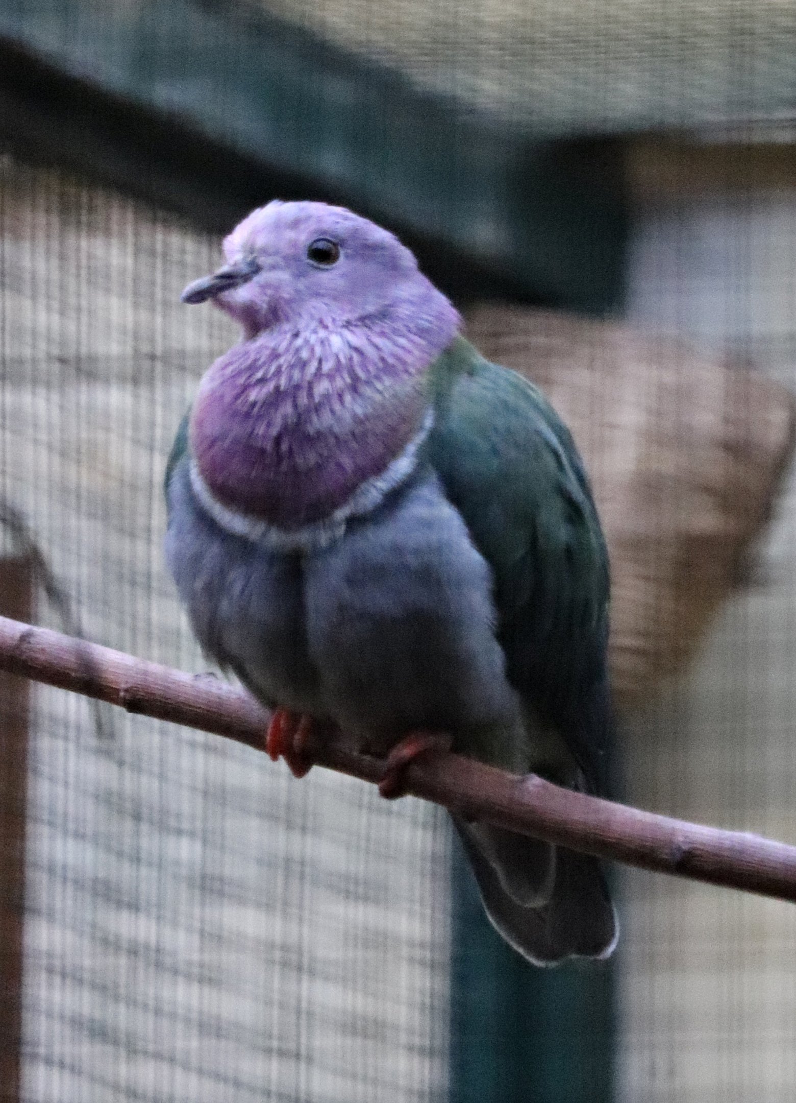 Pink-headed fruit dove (Ptilinopus porphyreus)