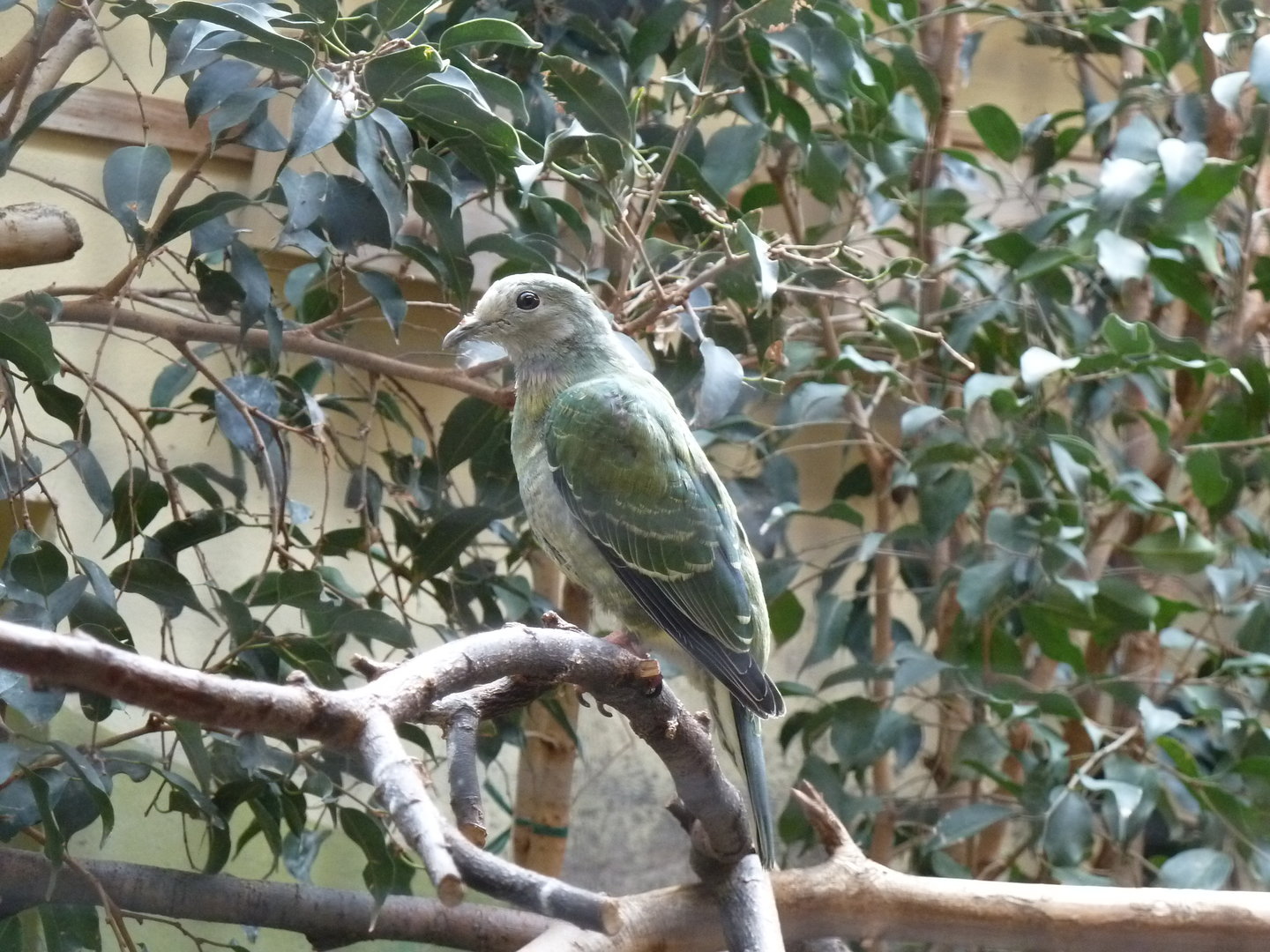 Pink-headed fruit-dove - Ptilinopus porphyreus