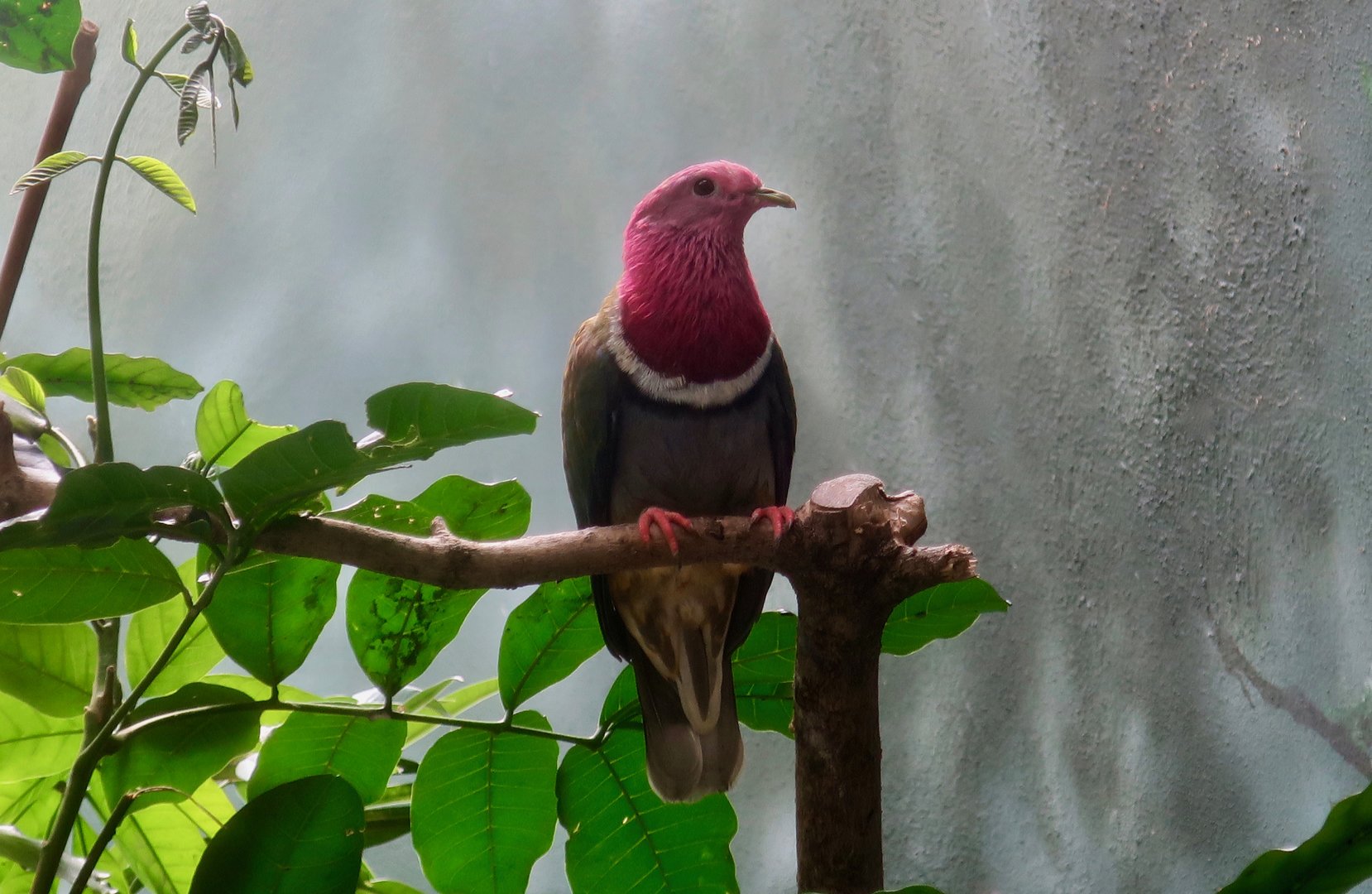 Pink-Headed Fruit Dove (Ptilinopus porphyreus)
