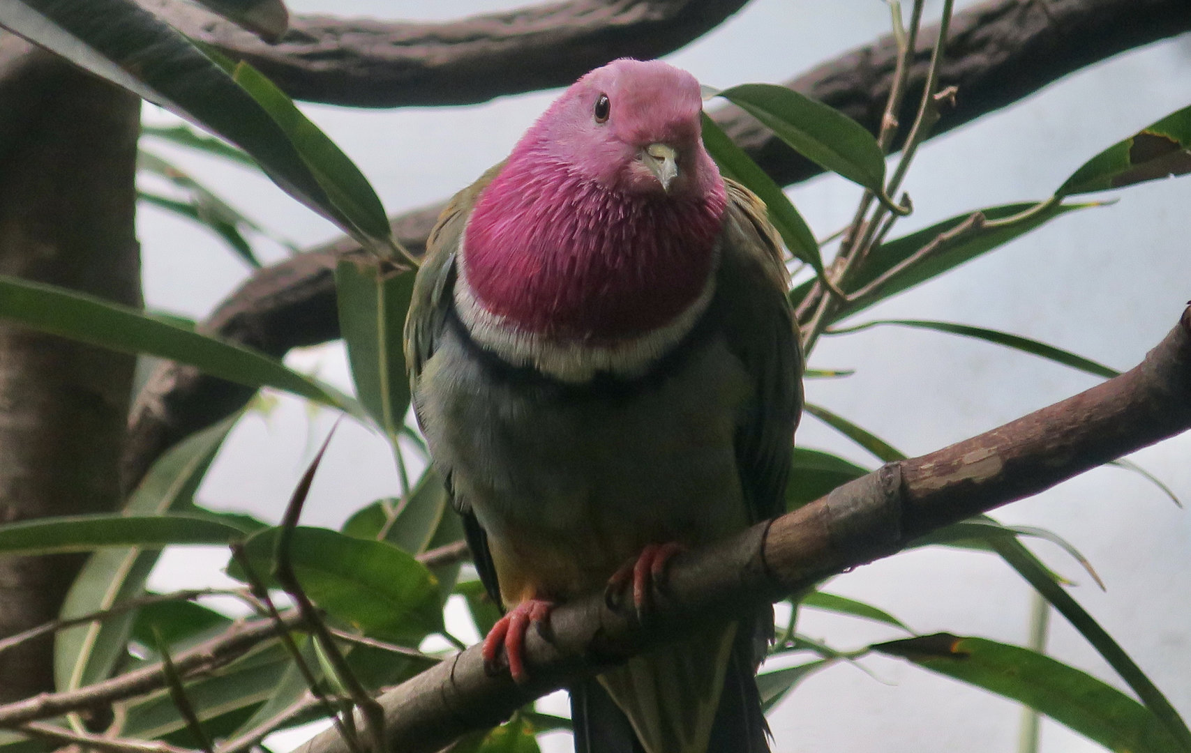 Pink-Headed Fruit Dove (Ptilinopus porphyreus)