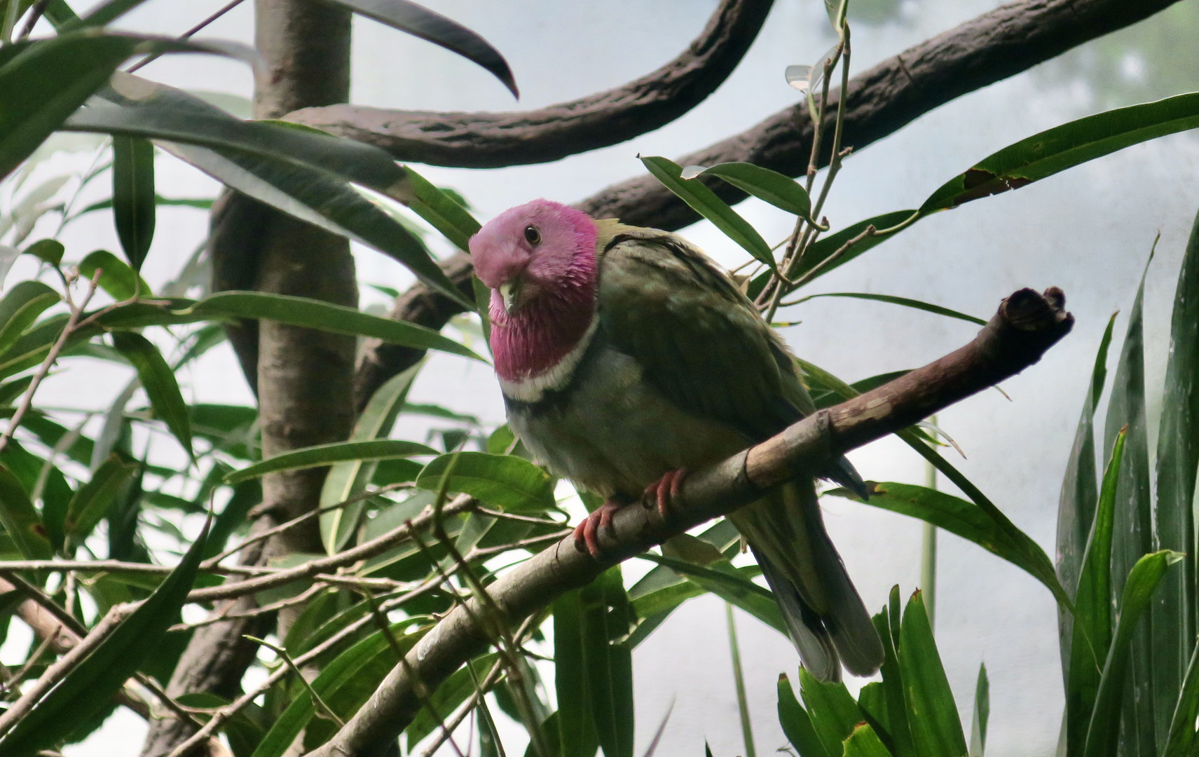 Pink-Headed Fruit Dove (Ptilinopus porphyreus)