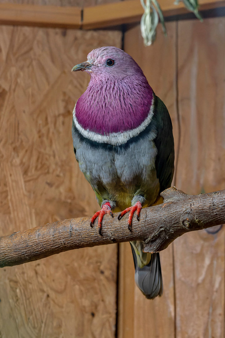 Pink-headed fruit-dove (Ptilinopus porphyreus)