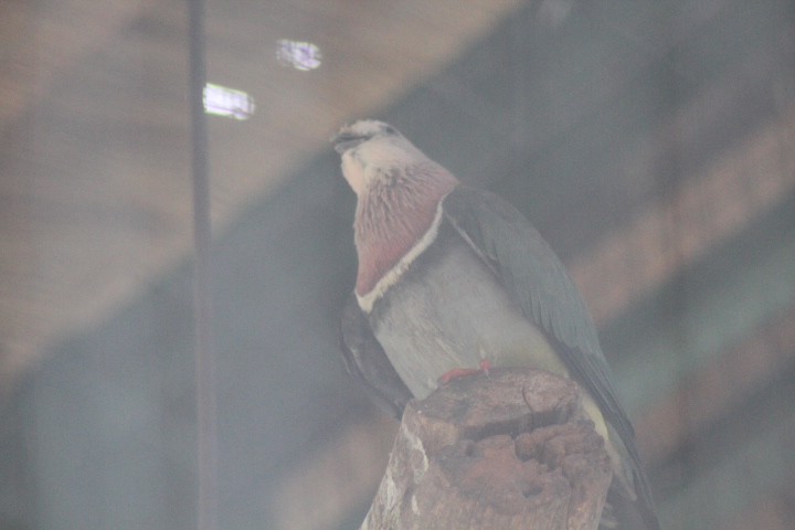 Pink-headed fruit dove (Ptilinopus porphyreus)