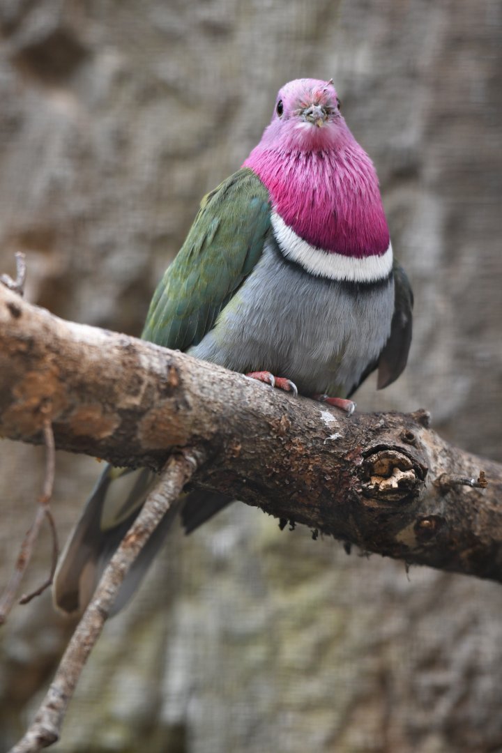 pink-headed fruit dove (Ptilinopus porphyreus)