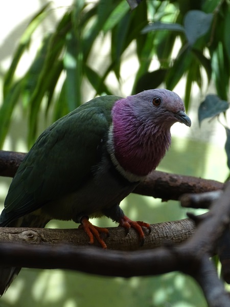 Pink-headed fruit-dove (Ptilinopus porphyreus)