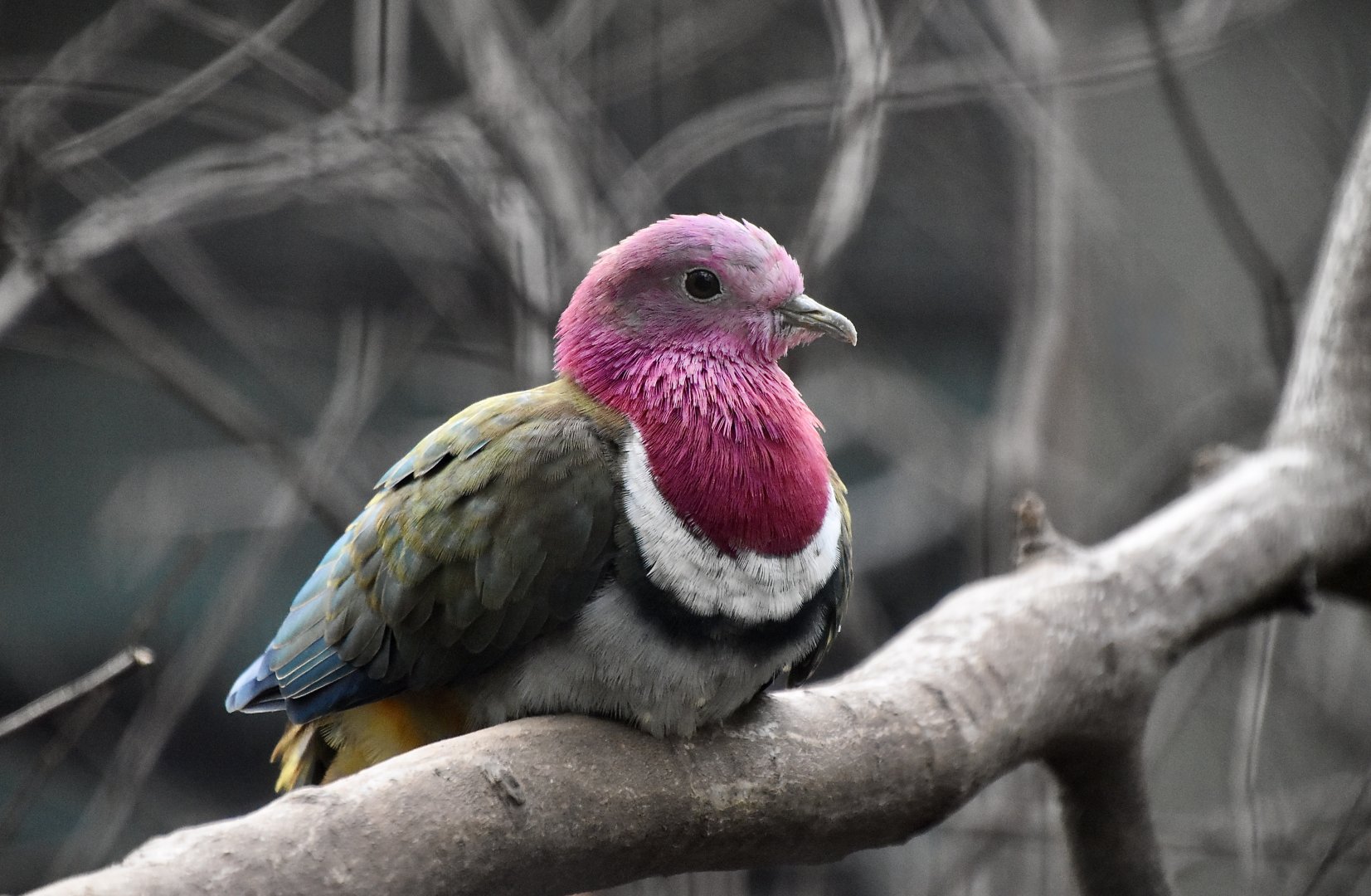Pink-Headed Fruit Dove ((Ptilinopus porphyreus)