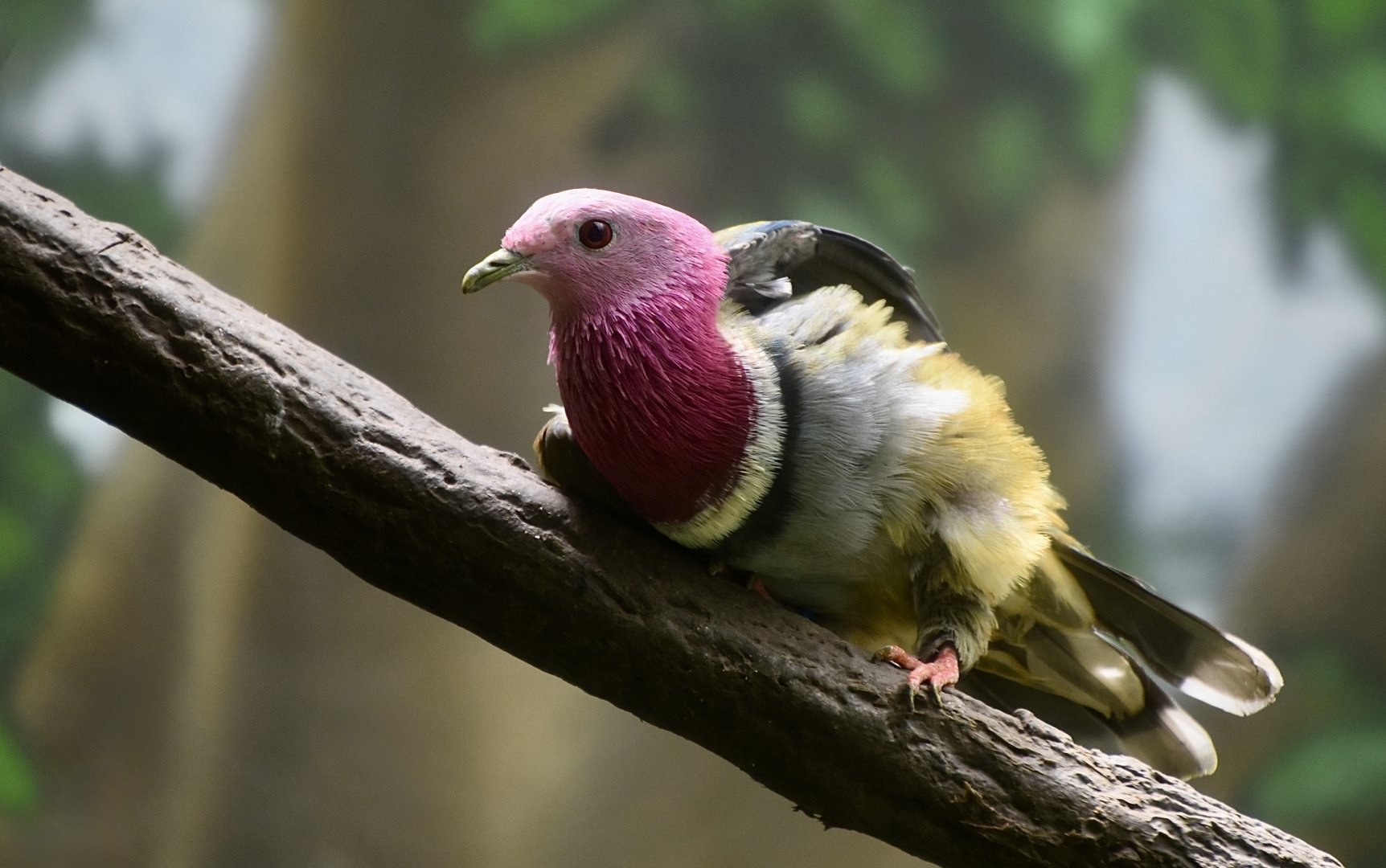 Pink-Headed Fruit Dove (Ptilinopus porphyreus)