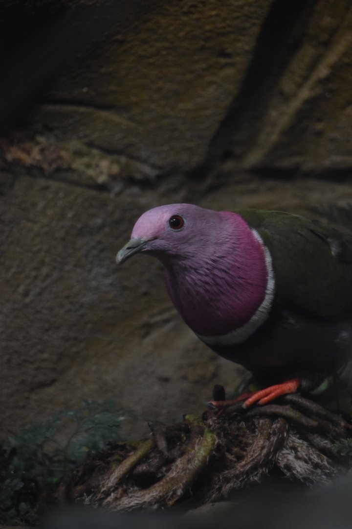 Pink headed fruit dove, Ptilinopus porphyreus