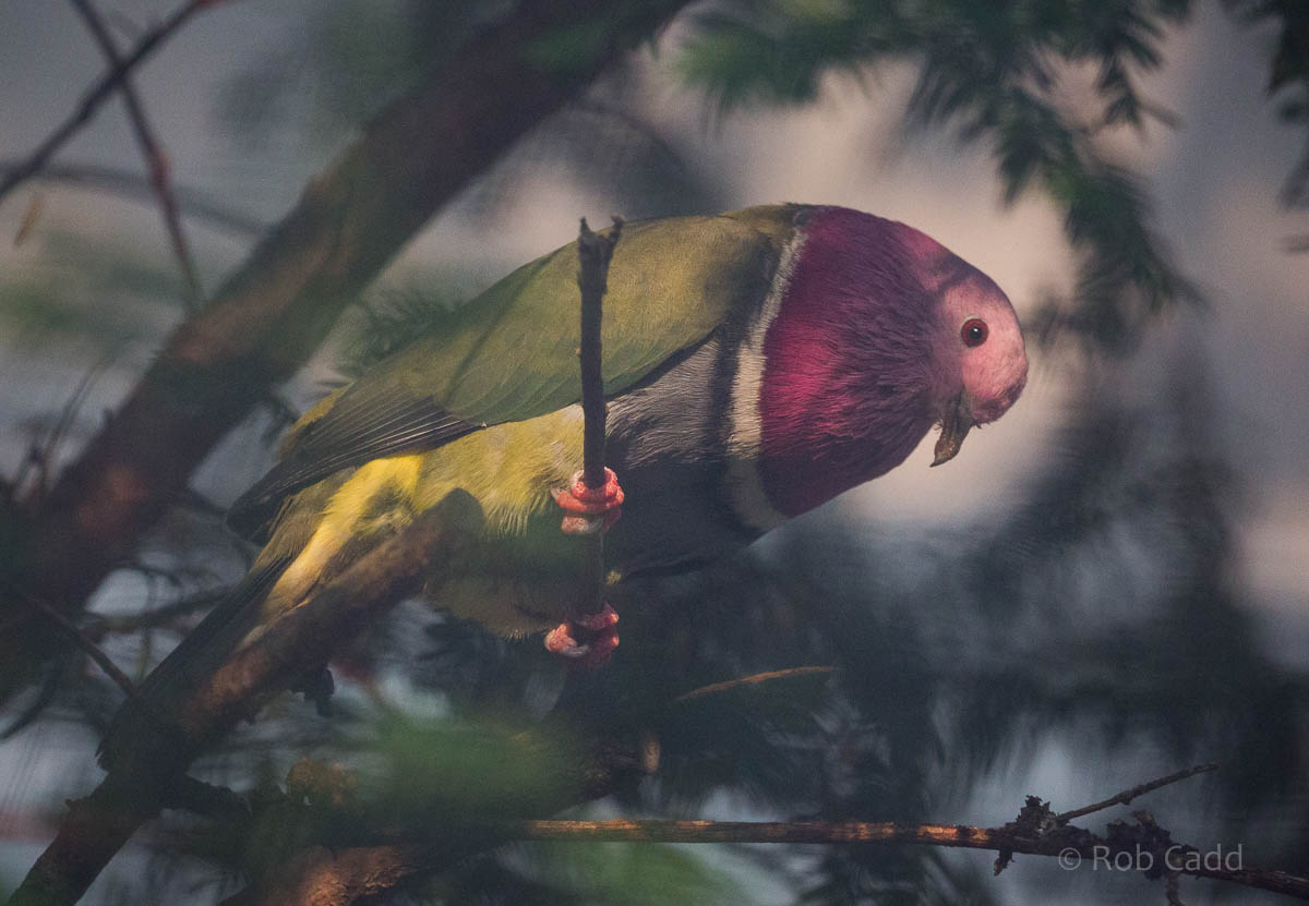 Pink-headed fruit-dove : Waddesdon : 03 Oct 2015