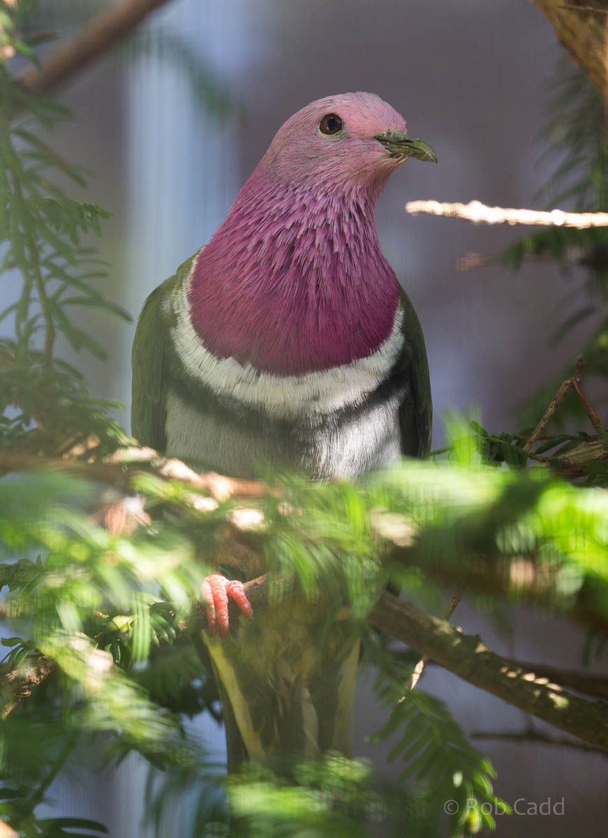 Pink-headed fruit-dove : Waddesdon : 09 Oct 2015