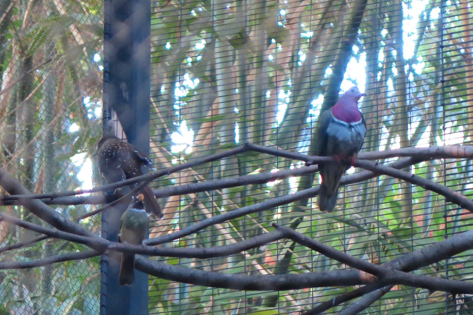 Pink Headed Fruit Dove, with two other species I'm not sure of(8/23/2024)