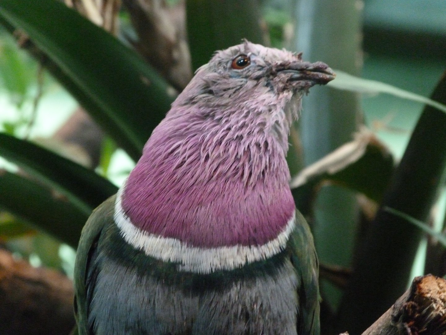 Pink-headed fruit dove -Zoo Plzeň (2025)