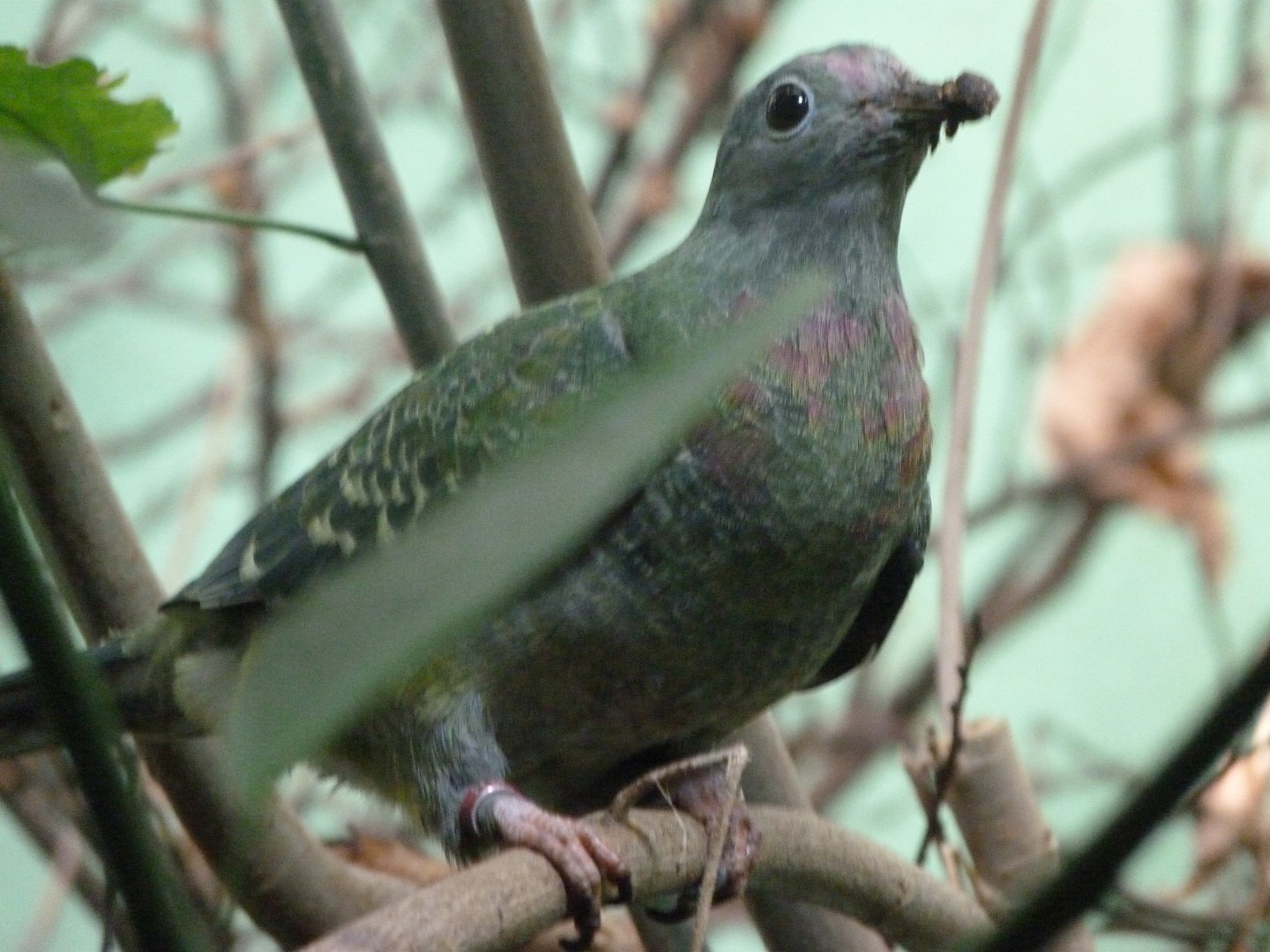 Pink-headed fruit dove -Zoo Plzeň (2025)