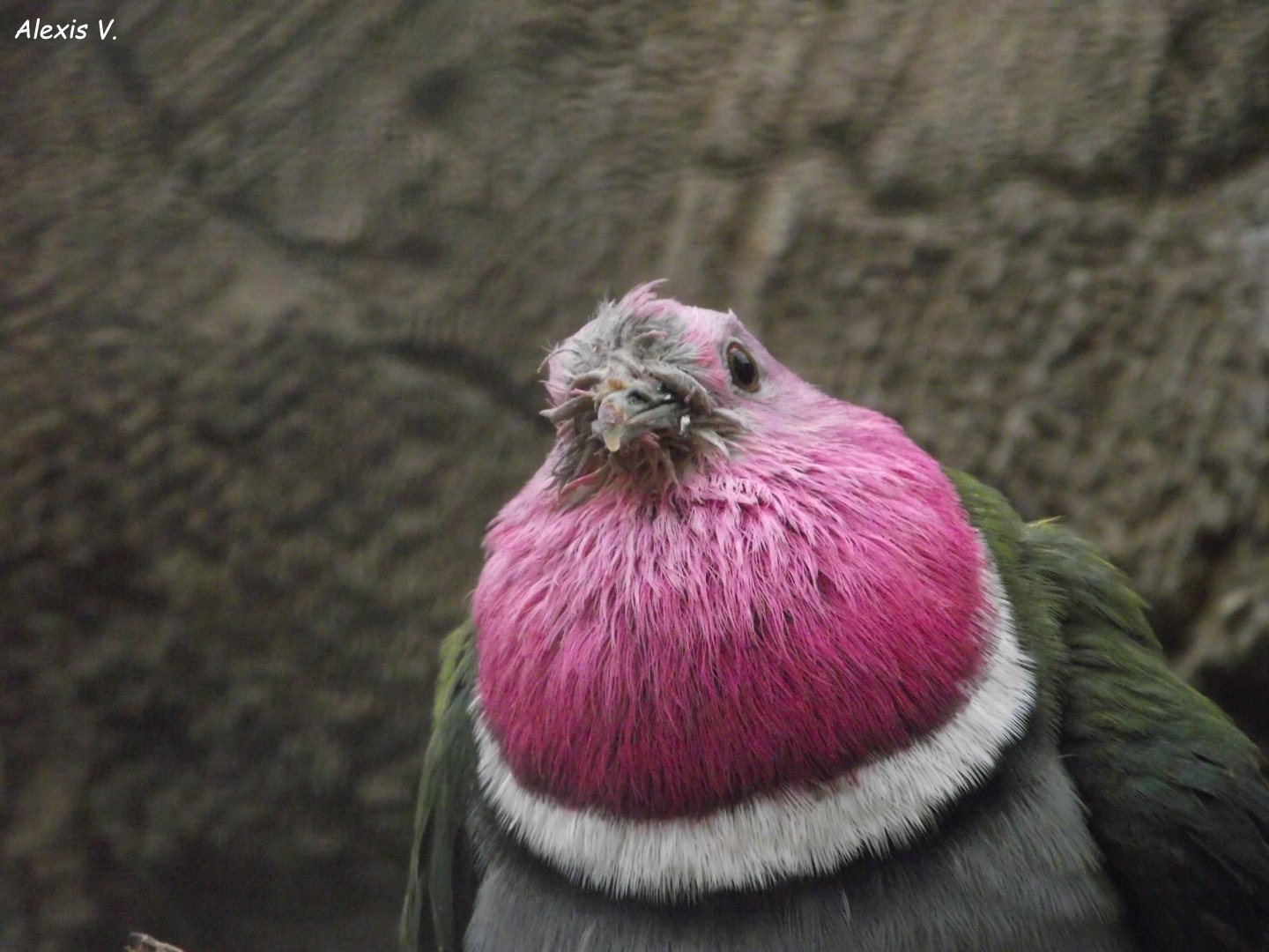 Pink-headed Fruit Dove - Zooparc de Beauval - 12/04/2025