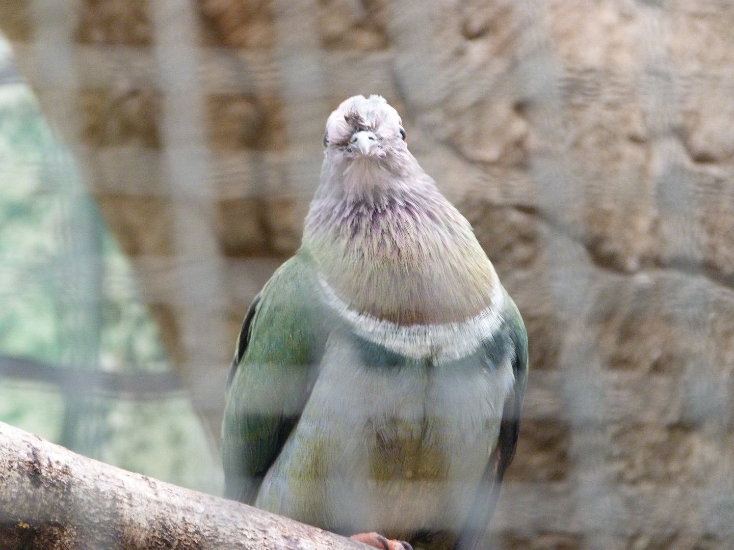 Pink-headed fruit dove -ZooParc de Beauval (2025)
