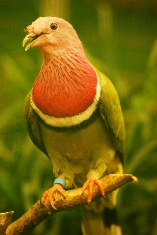 Pink-headed fruit-dove