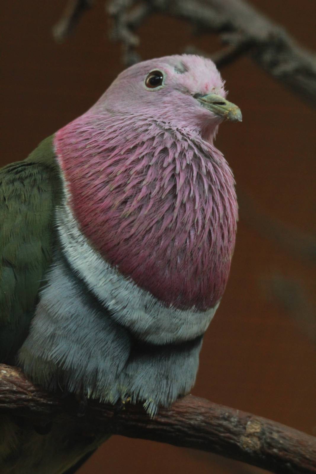 Pink-headed Fruit-dove