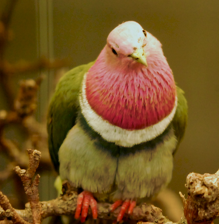 PINK HEADED FRUIT DOVE