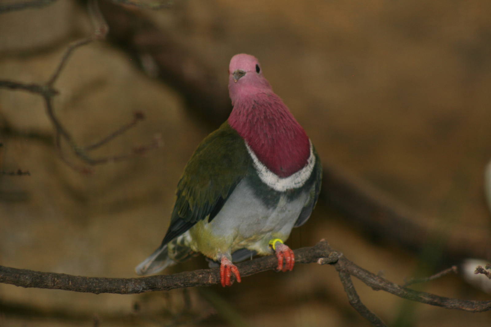 Pink-headed fruit-dove