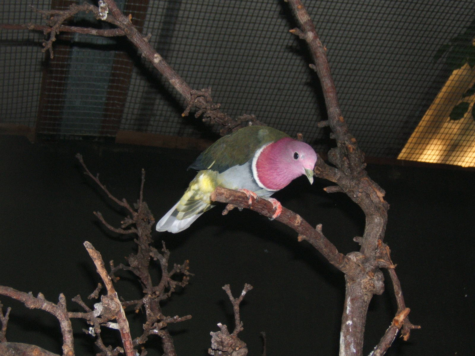 Pink-headed Fruit Dove