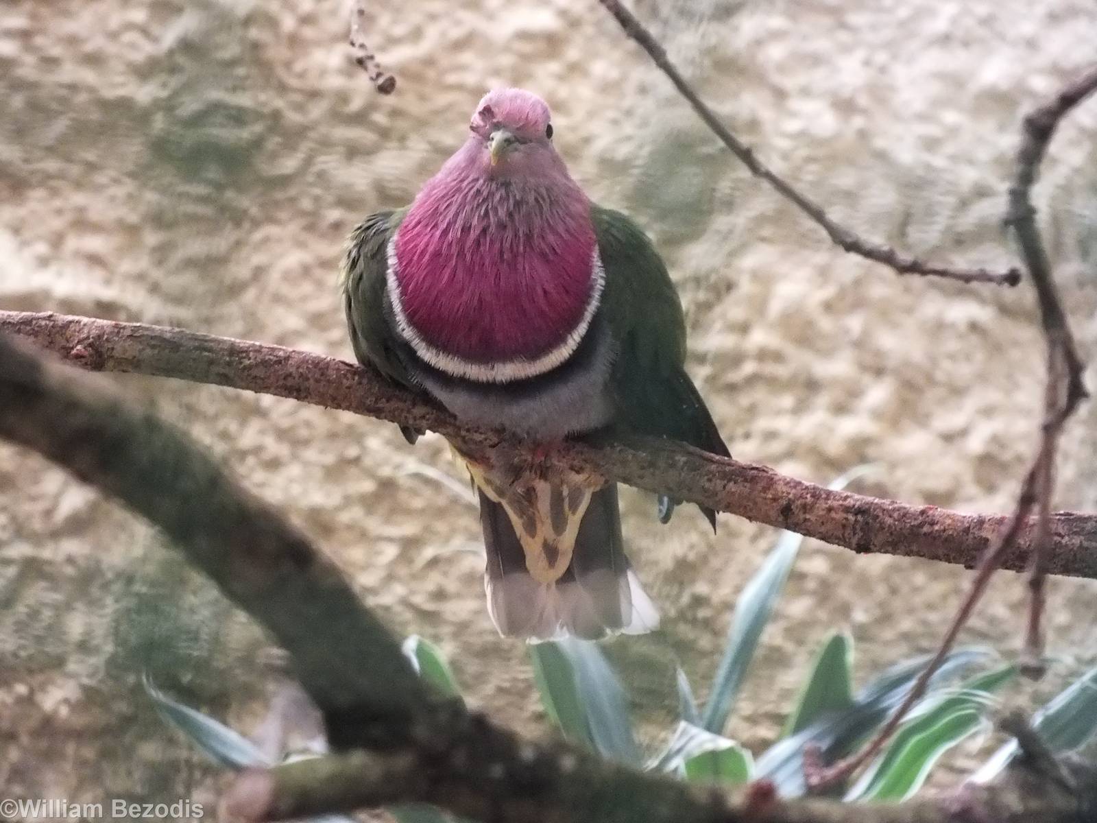Pink-headed Fruit Dove