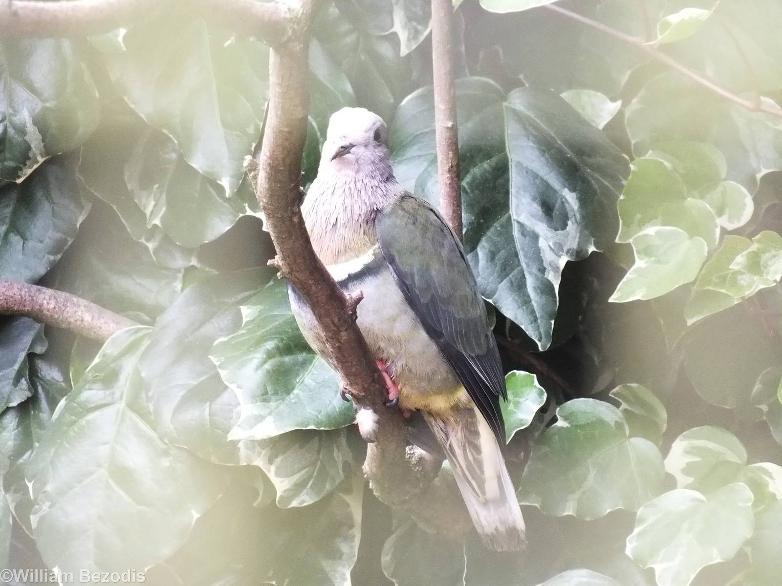 Pink-headed Fruit-dove