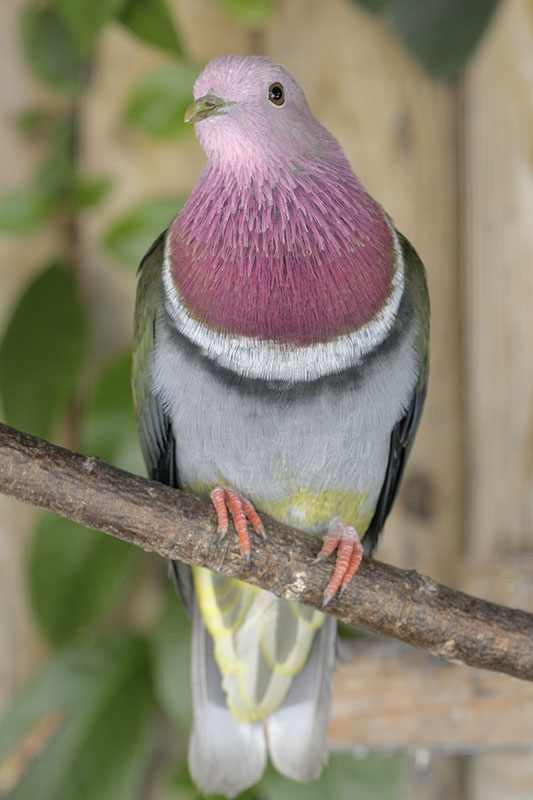 Pink-headed fruit-dove