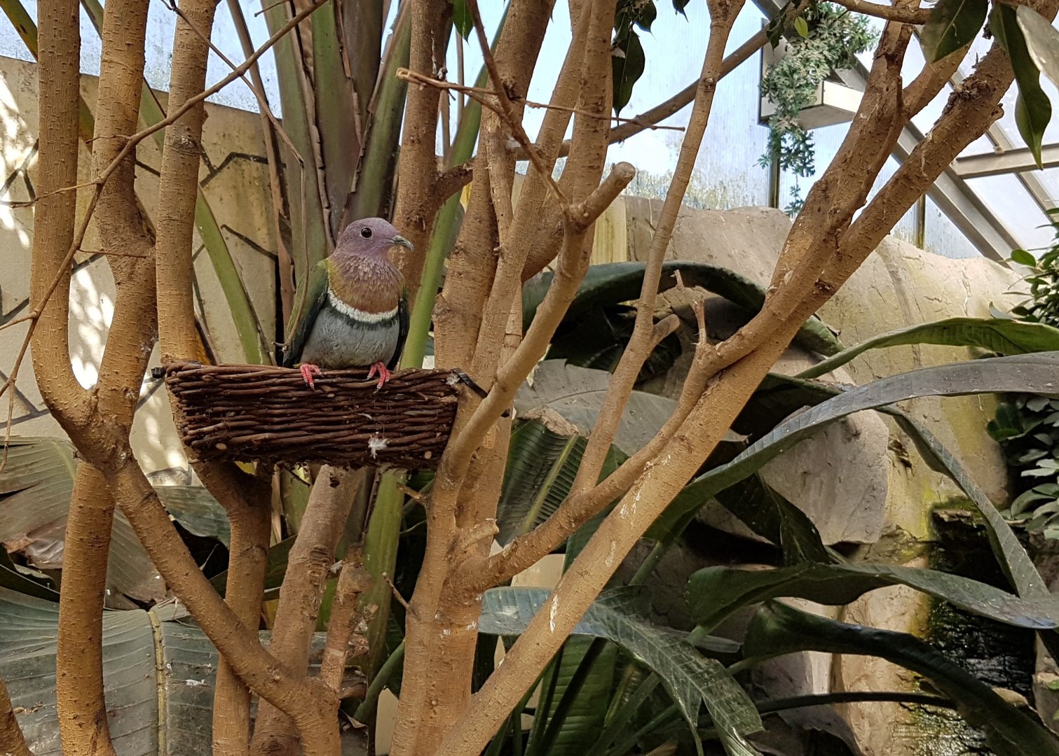 Pink-headed fruit-dove