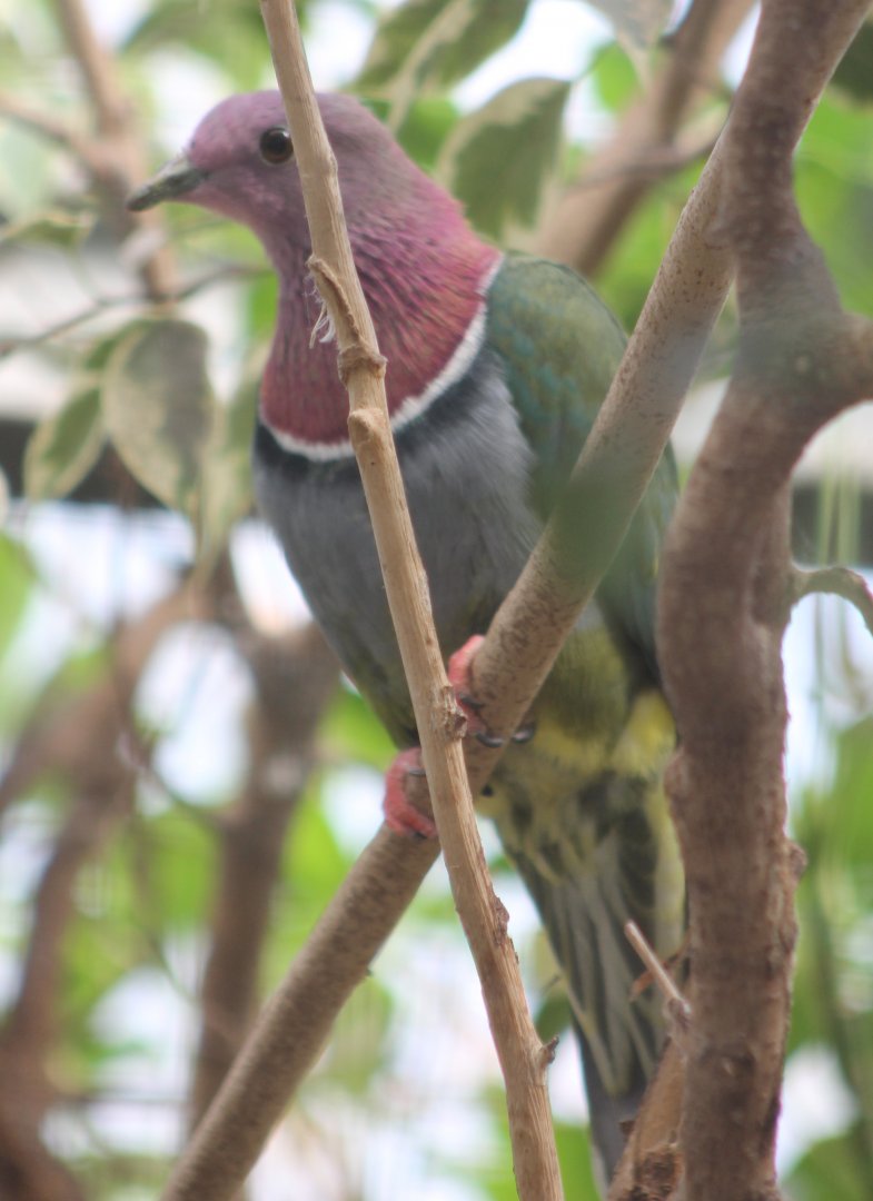 Pink-headed fruit-dove