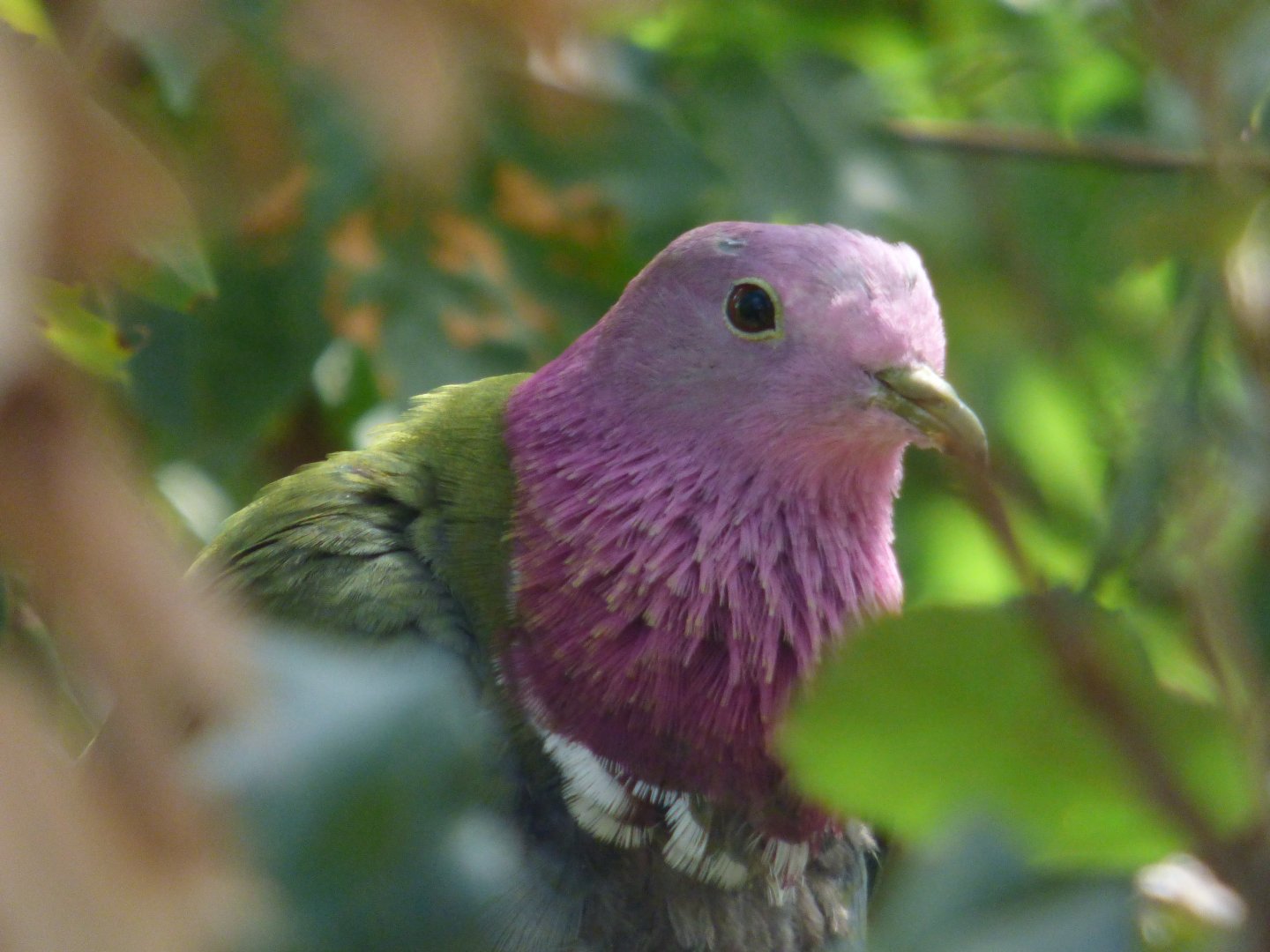 Pink-headed Fruit Dove