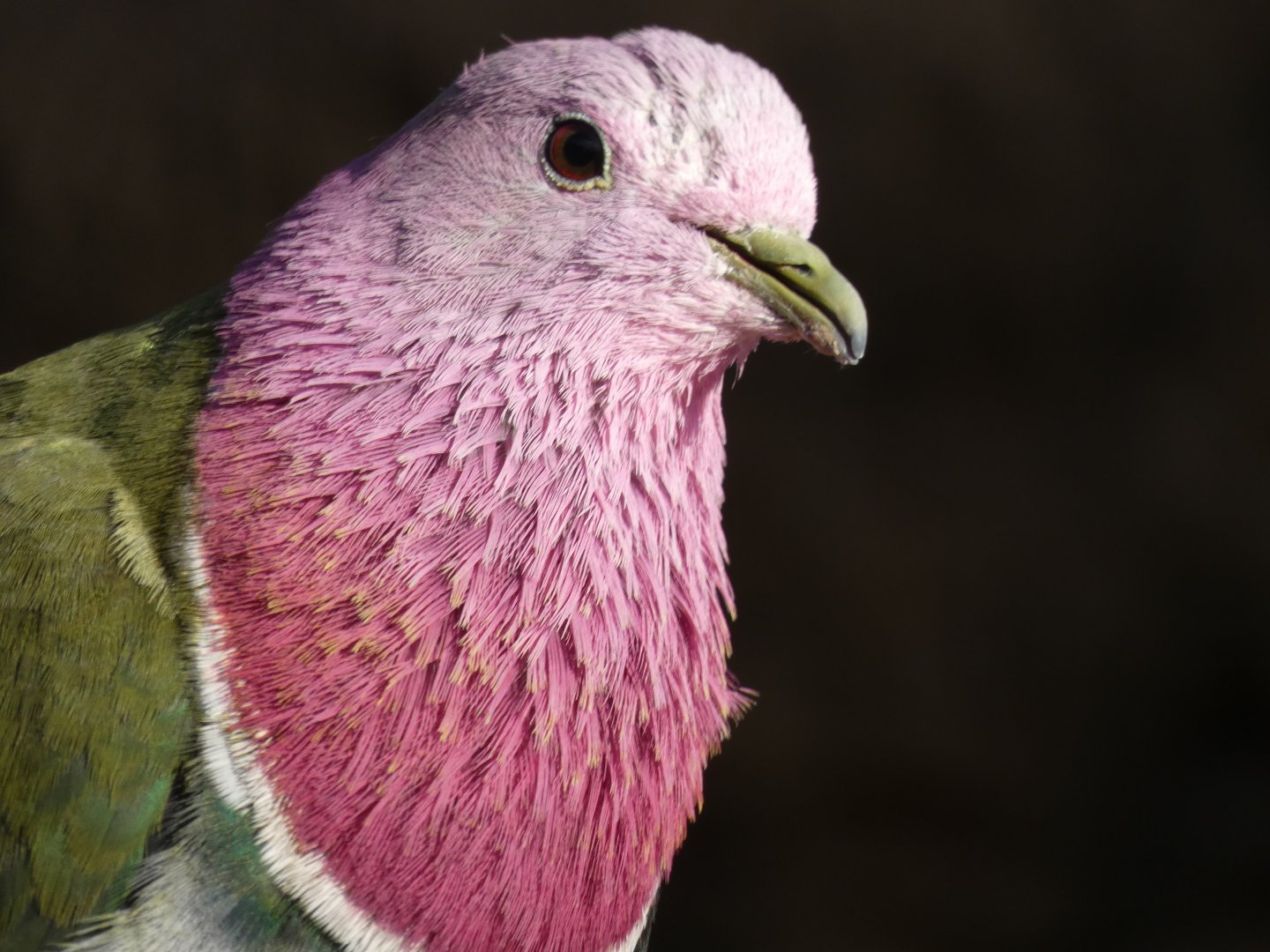 Pink-headed Fruit Dove