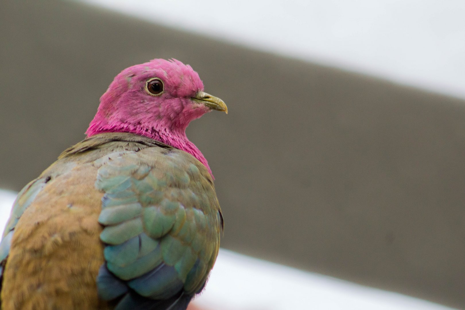 Pink-headed fruit dove