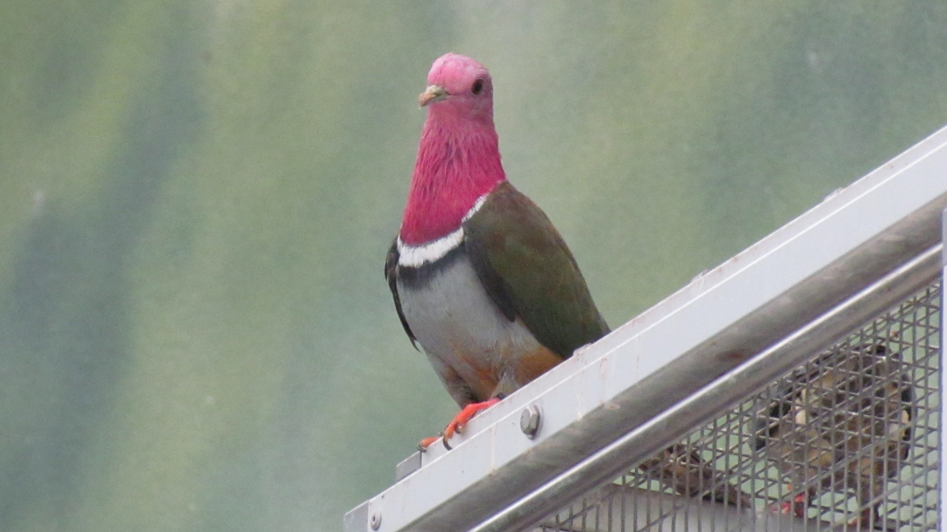 Pink-headed Fruit Dove