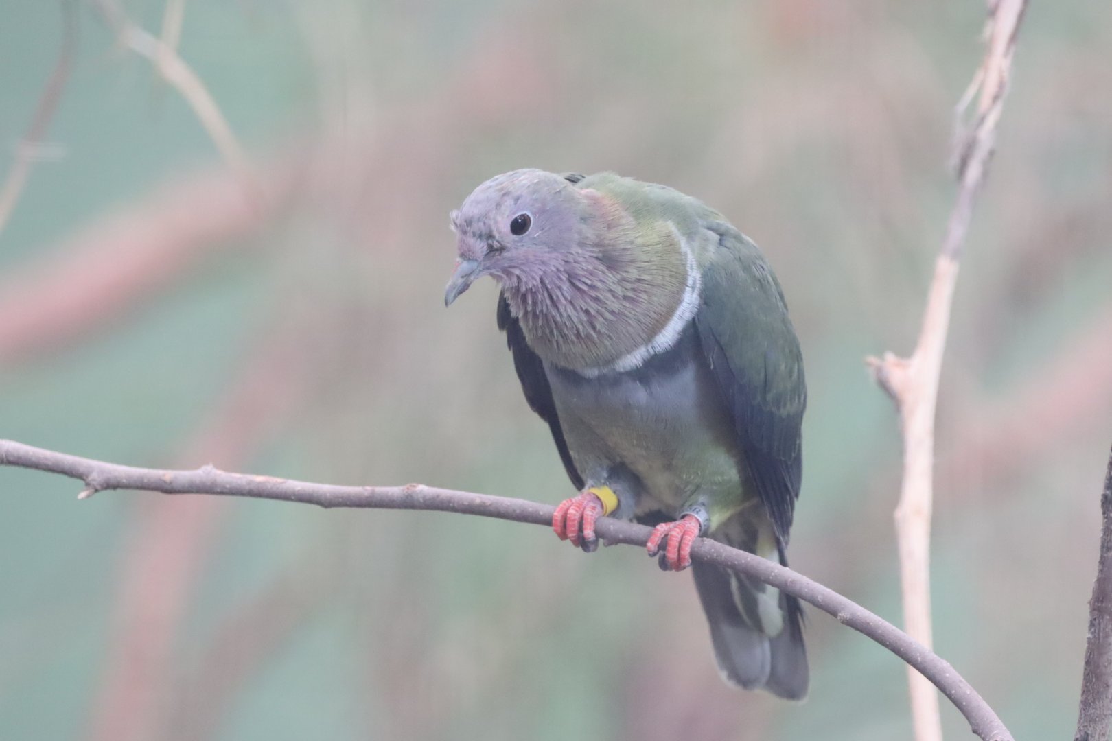 Pink-headed Fruit-Dove