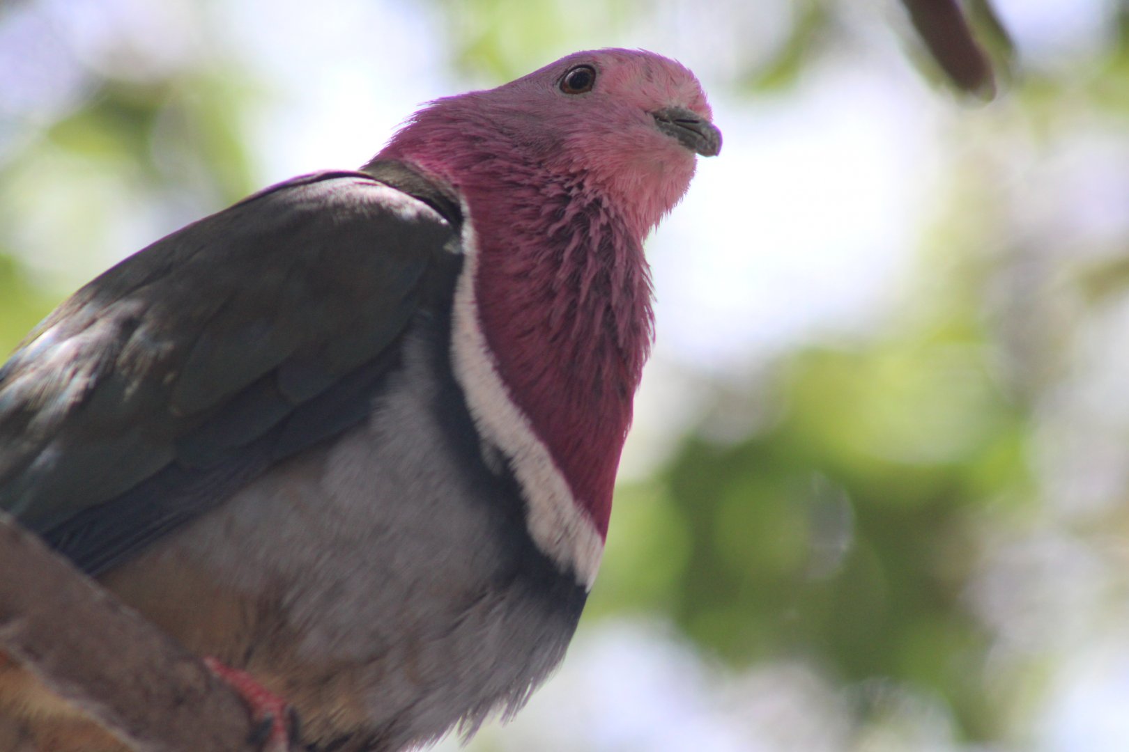 Pink-headed Fruit Dove