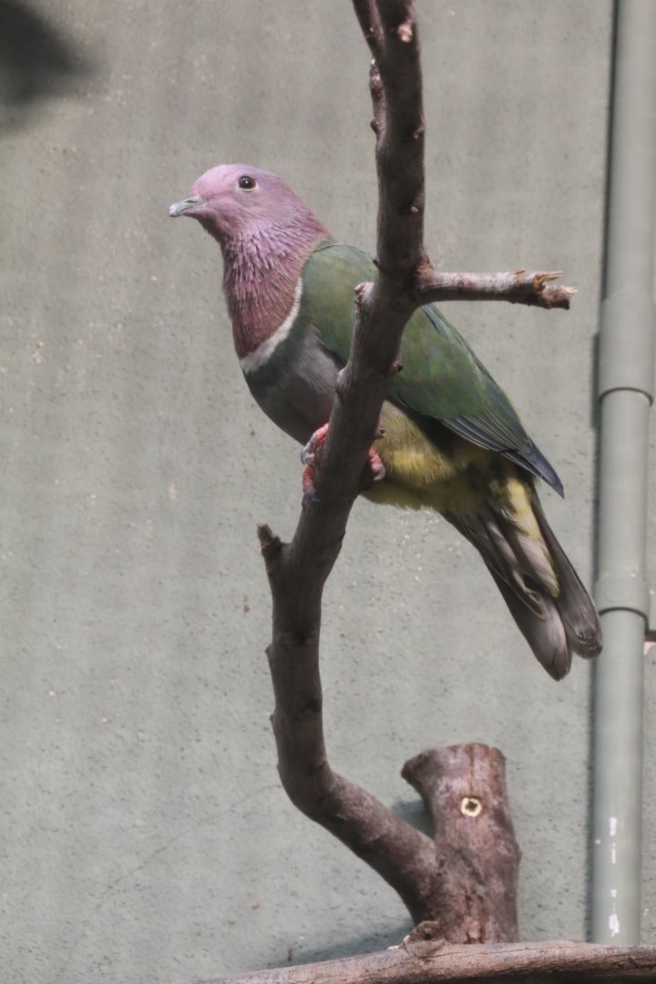 Pink-Headed Fruit Dove