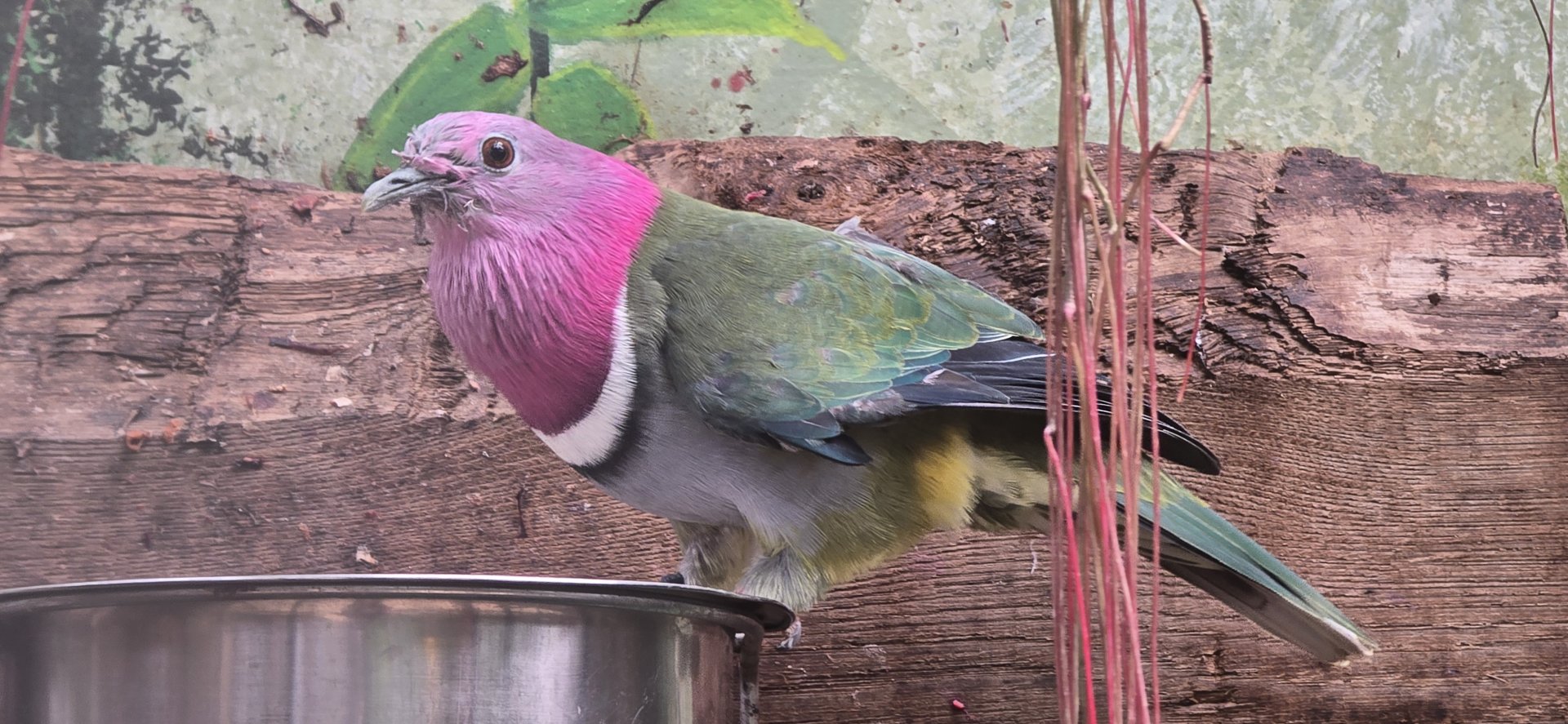 Pink headed fruit dove
