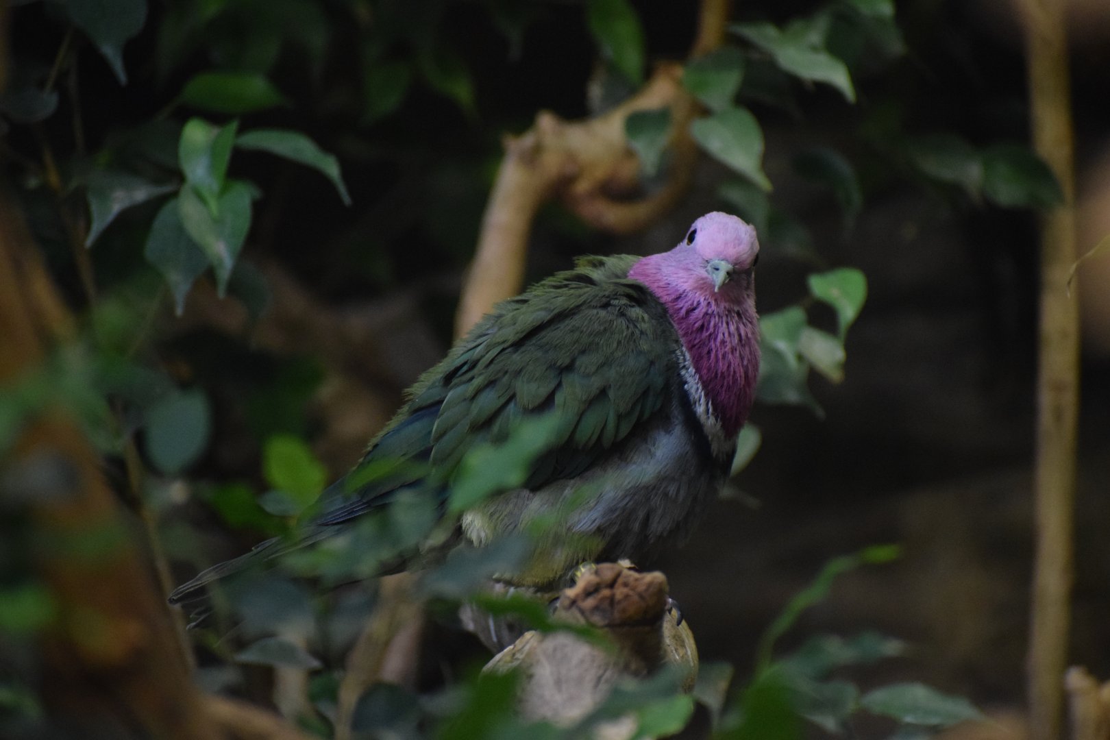 Pink-headed fruit-dove
