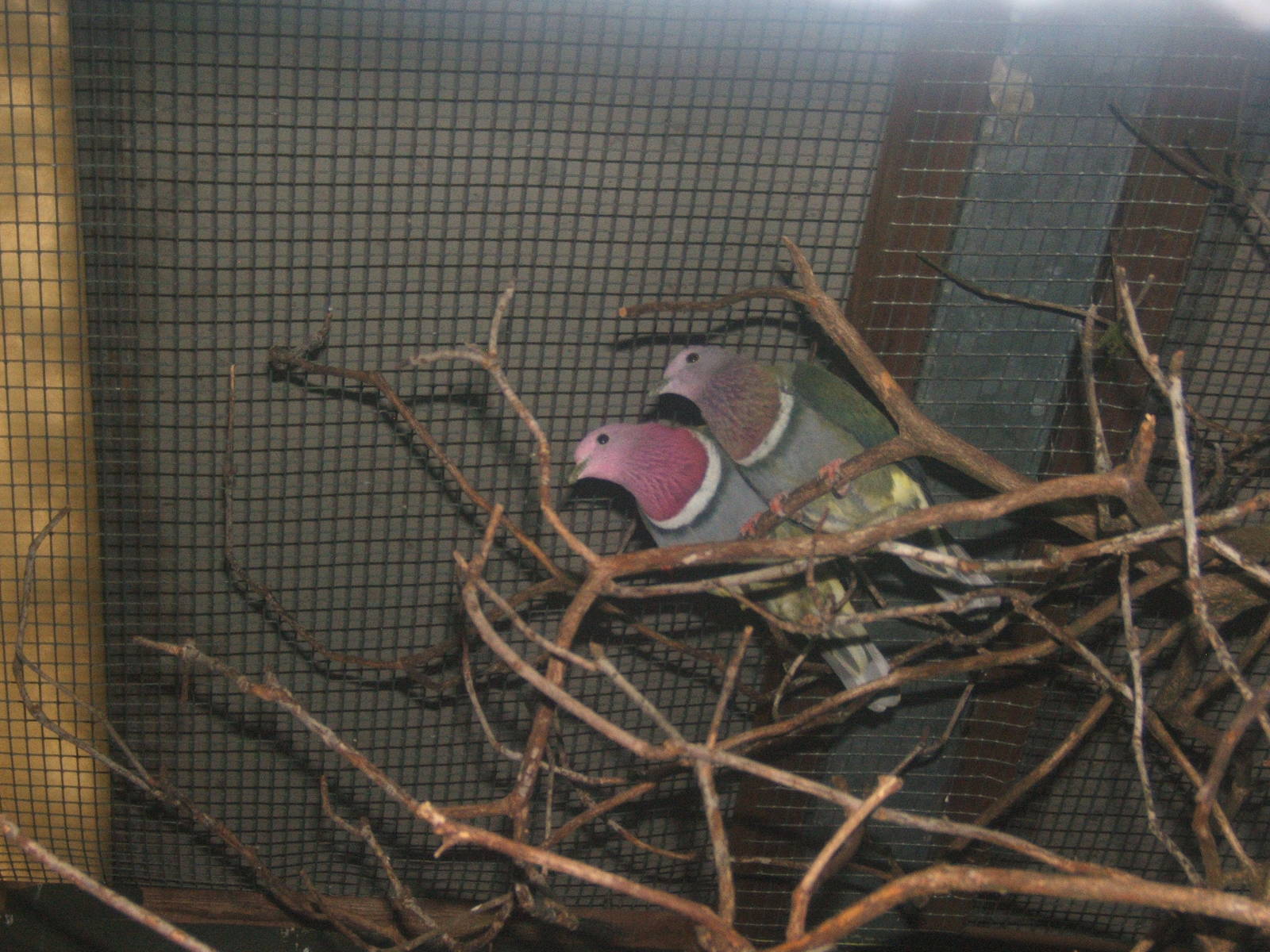 Pink-headed Fruit Doves