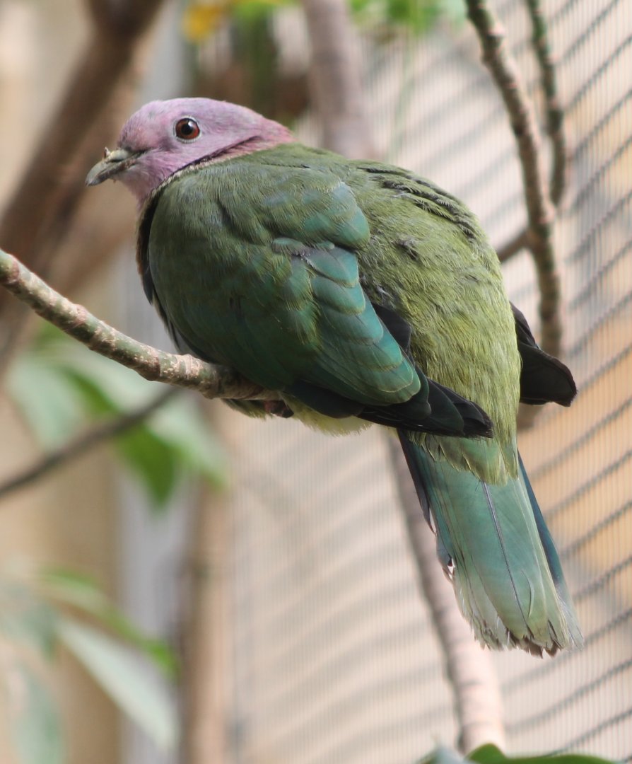 Pink-headed fruit pigeon