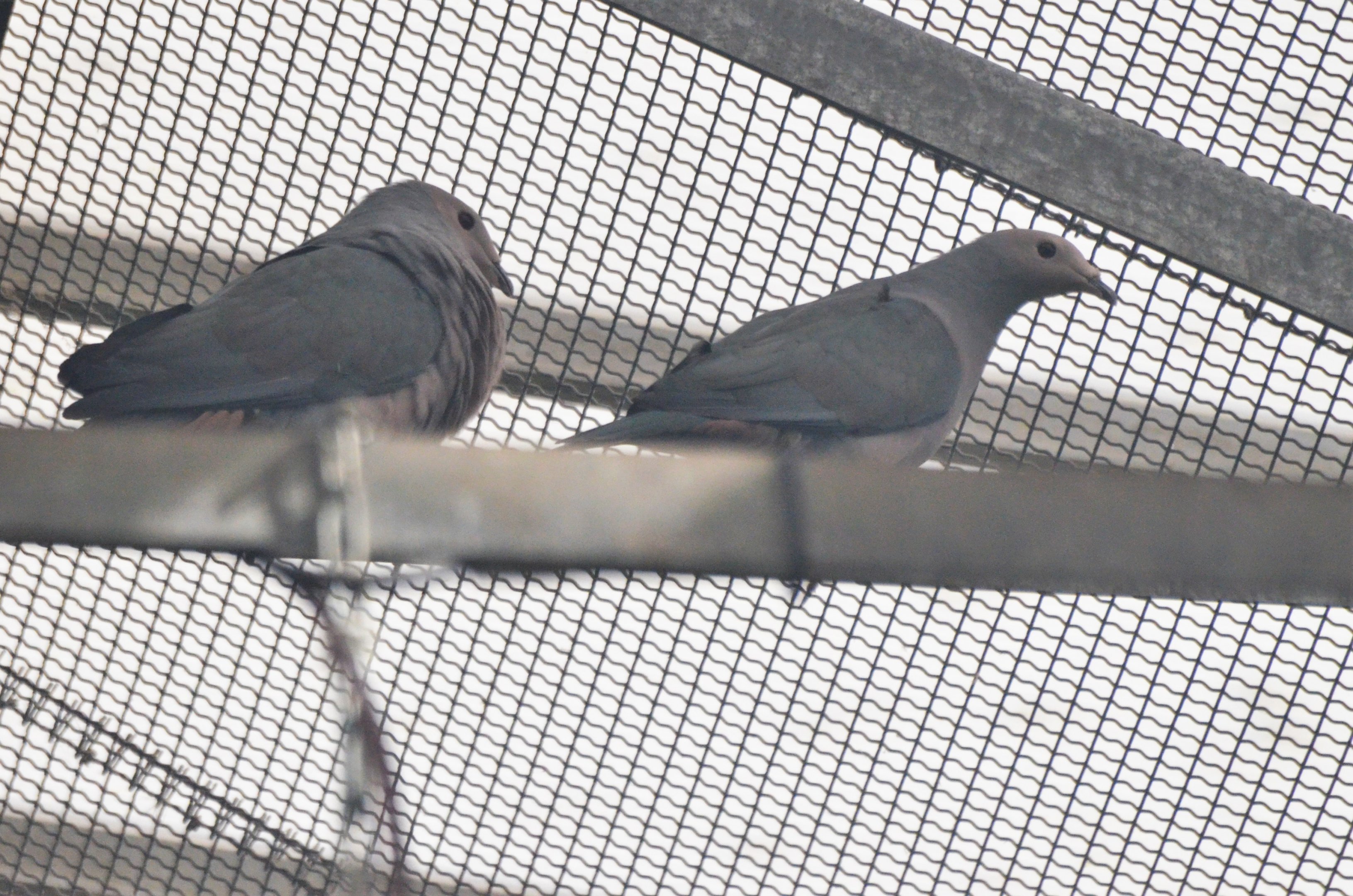 Pink-headed Imperial Pigeon at Beauval, 12/06/18