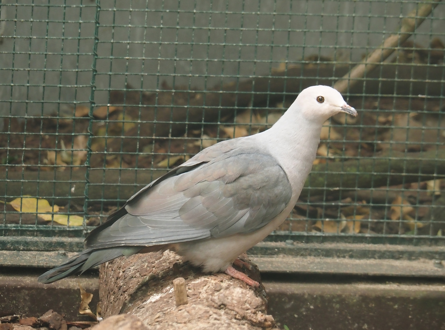 Pink-headed imperial pigeon (Ducula rosacea), 2024-05-23