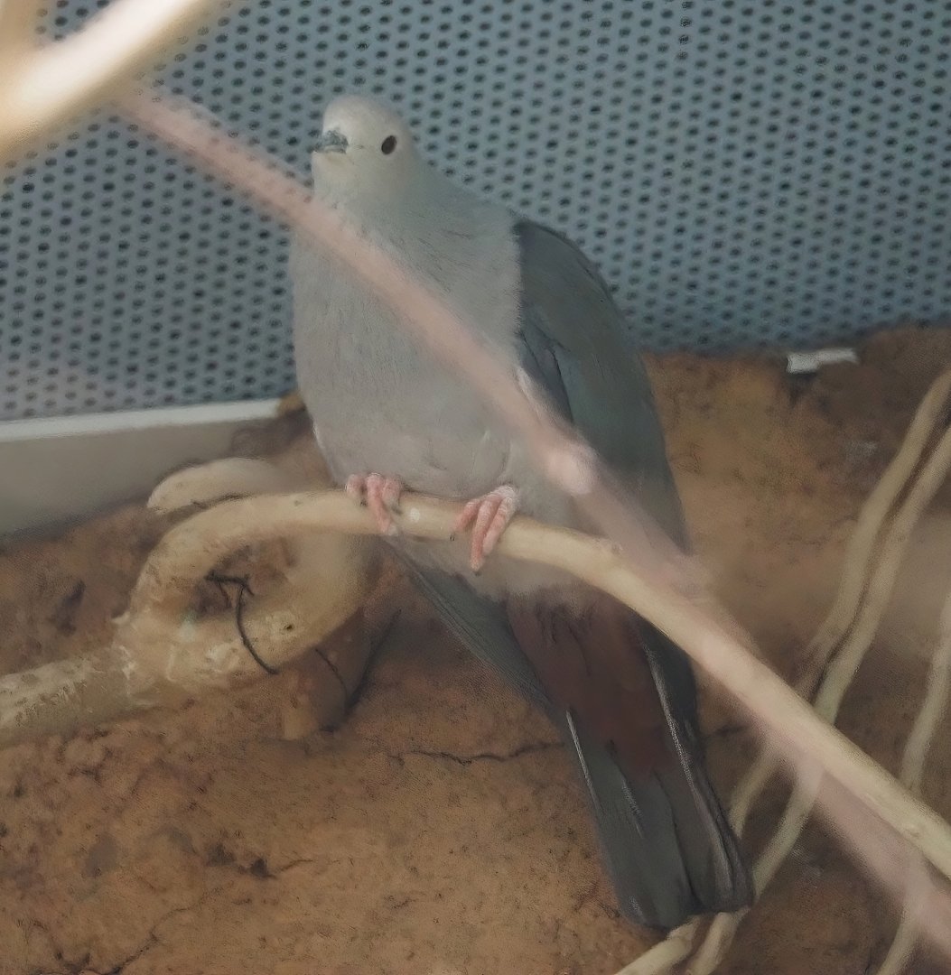 Pink-headed imperial pigeon (Ducula rosacea), 2024-06-08