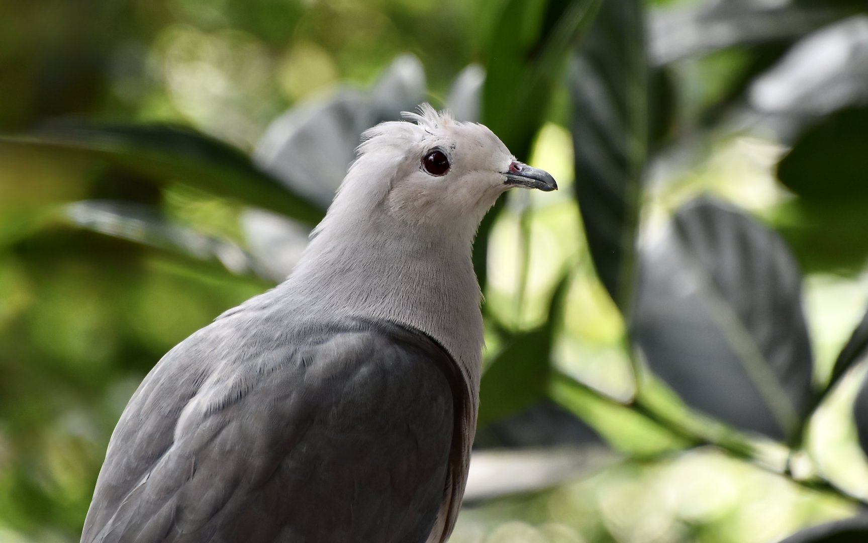 Pink-Headed Imperial Pigeon (Ducula rosacea) - immature
